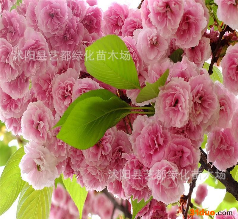 基地 樱花 樱花树 樱花苗 日本樱花 绿化树苗 规格齐全