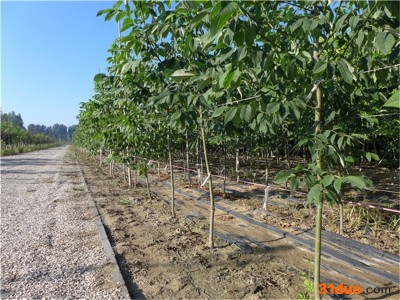 宝山彩叶园林种植   秋紫白蜡 树苗