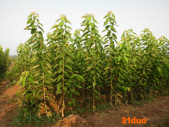 【建阳山水园林】树苗批发** ，