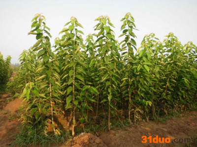 【建阳山水园林】树苗批发** ，