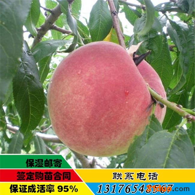 泰安华玉苗木 **桃树苗 桃树苗基地 桃苗批发 基地直销 欢迎选购