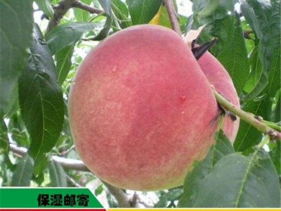 泰安华玉苗木 **桃树苗 桃树苗基地 桃苗批发 基地直销 欢迎选购
