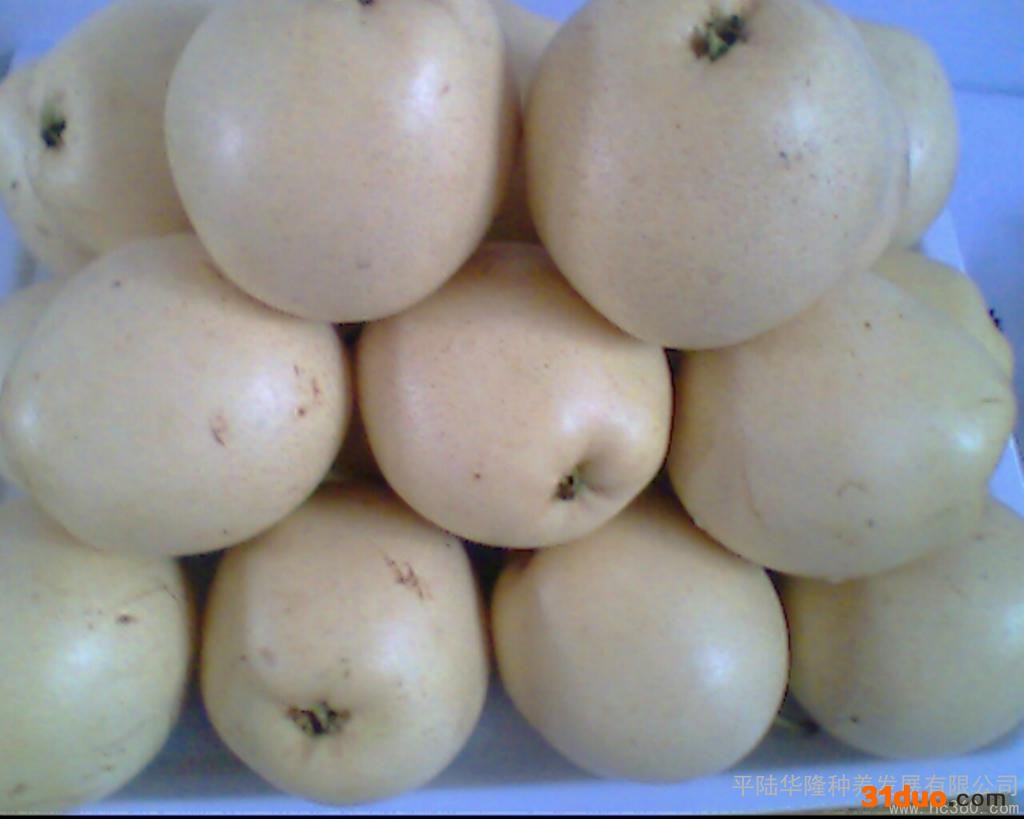 供应华隆华隆3梨树新品种树苗