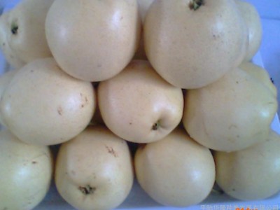 供应华隆华隆3梨树新品种树苗