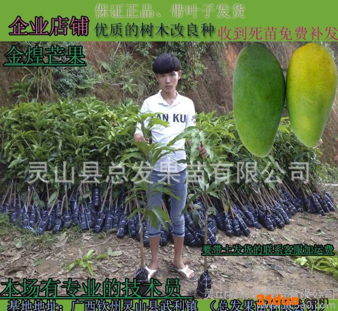 广西果苗场|金煌芒|嫁接果树苗|芒果嫁接苗|芒果树苗成活率高