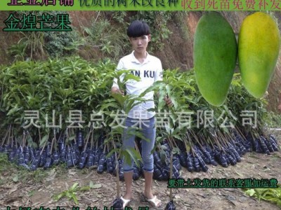 广西果苗场|金煌芒|嫁接果树苗|芒果嫁接苗|芒果树苗成活率高