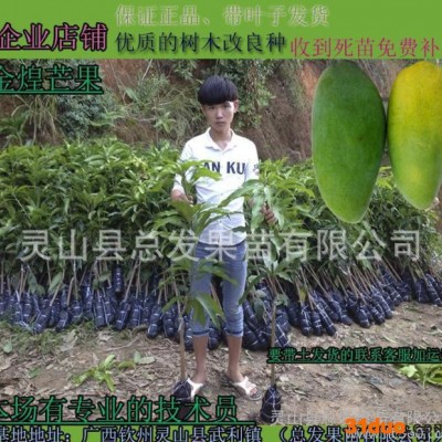 广西果苗场|金煌芒|嫁接果树苗|芒果嫁接苗|芒果树苗成活率高