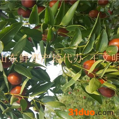 山东大型枣树苗基地批发价格低