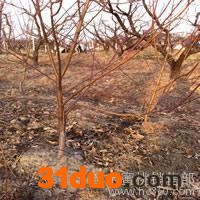 2014阳山水蜜桃树苗黄桃树苗供应