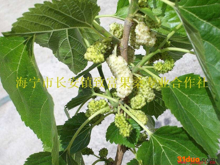 供应白玉王果桑树苗