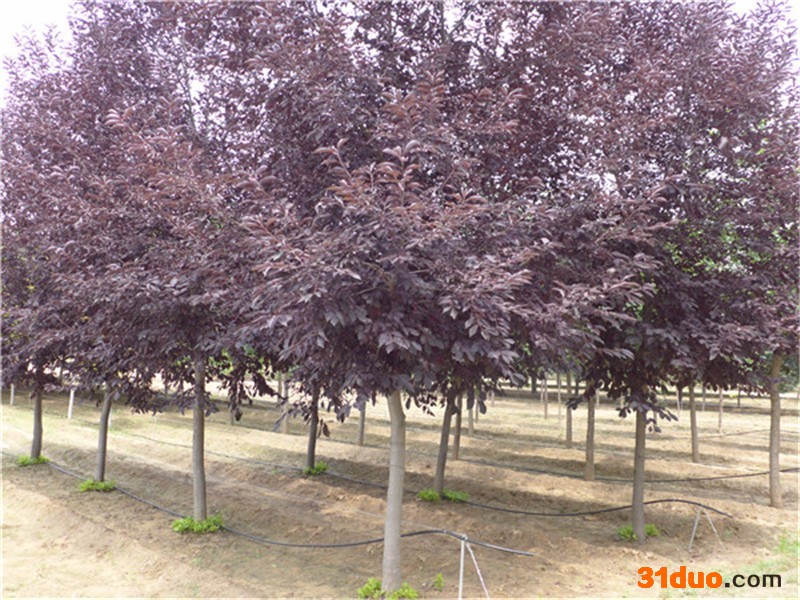 北京宝山彩叶园林 加拿大红缨  树苗