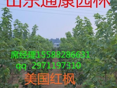 红枫,红枫树,红枫树苗