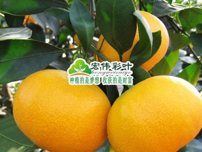 江西宏伟彩叶苗圃果树苗橘苗 温州特早蜜桔树苗 南丰贡桔子 南丰特早蜜桔苗 桔子树
