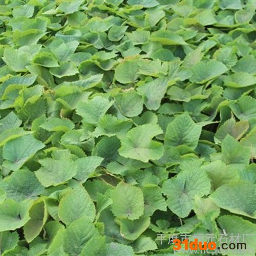 供应恒元葡萄树苗木