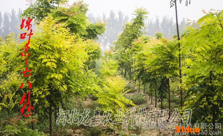 新品种锦叶栾 1米树苗 绿化苗木 室外绿植锦叶栾树小苗 1米