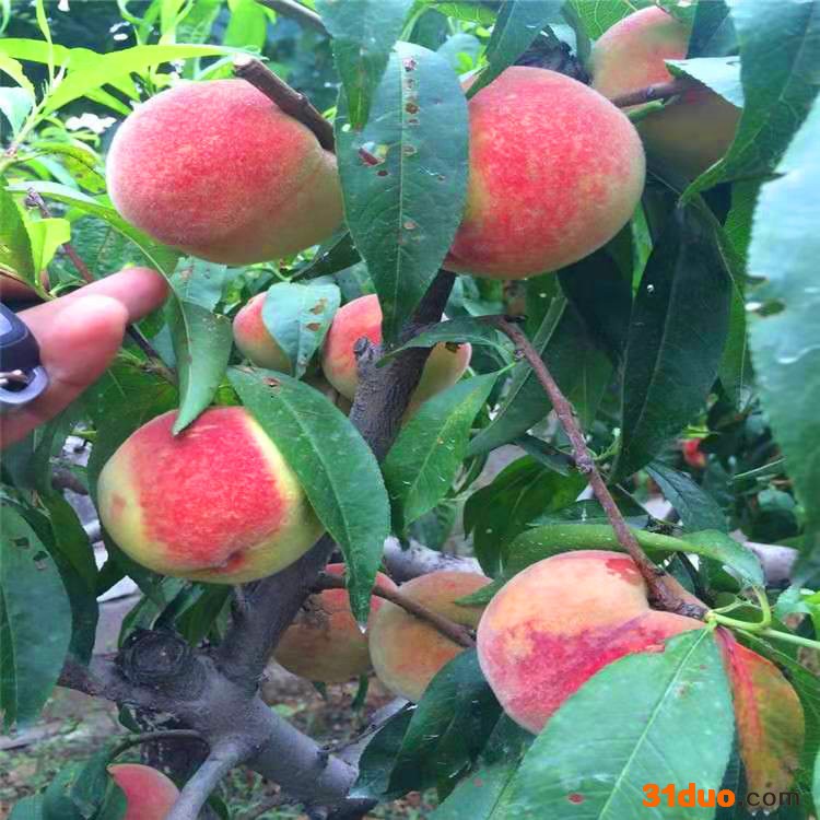 远志 常期供应 秋彤桃树苗