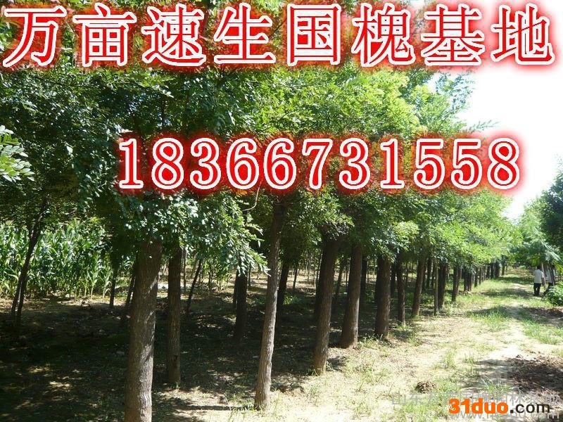供应速生国槐白蜡法桐树苗5-8-10-15-20-30公分国槐树苗