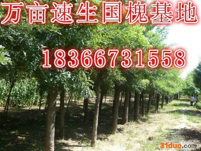 供应速生国槐白蜡法桐树苗5-8-10-15-20-30公分国槐树苗