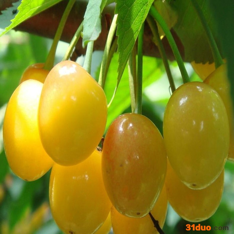 早大果樱桃苗，岱红樱桃苗，樱桃树苗，品种齐全，泰安吉发园艺场 欢迎前来选购 **樱桃树苗