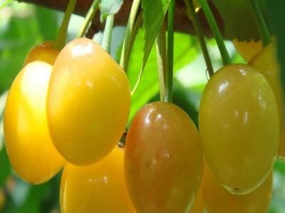 早大果樱桃苗，岱红樱桃苗，樱桃树苗，品种齐全，泰安吉发园艺场 欢迎前来选购 **樱桃树苗