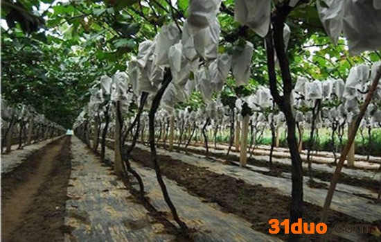 户太八号葡萄树苗