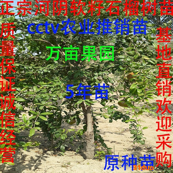 厂家正宗 河阴突尼斯嫁接 耐冬 耐寒 软籽石榴树苗 5年苗cctv农业推广