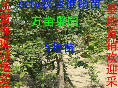 厂家正宗 河阴突尼斯嫁接 耐冬 耐寒 软籽石榴树苗 5年苗cctv农业推广