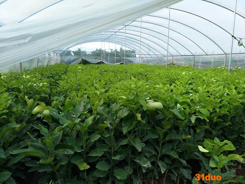 三红柚子树苗价格