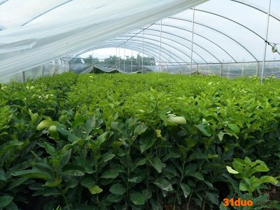 三红柚子树苗价格