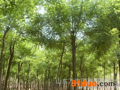 供应速生国槐苗法桐白蜡树苗6-8-10-20-30cm国槐树苗