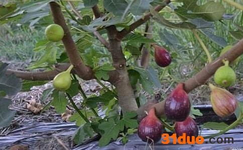 无花果树苗无花果树种植无花果树苗批发