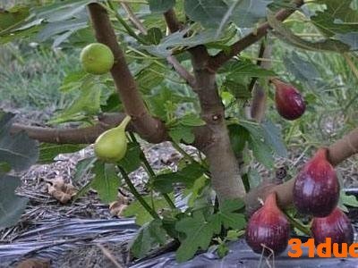 无花果树苗无花果树种植无花果树苗批发