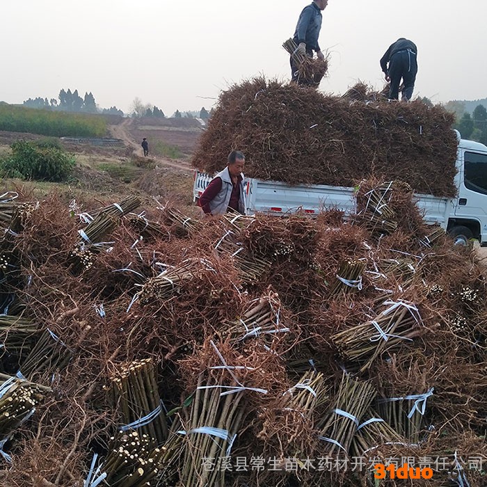 常生 桃苗 毛桃树小苗树苗基地 根系发达桃苗 实生桃苗 各类绿化苗 种类齐全果树苗厂家 四川桃苗