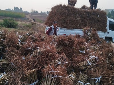 常生 桃苗 毛桃树小苗树苗基地 根系发达桃苗 实生桃苗 各类绿化苗 种类齐全果树苗厂家 四川桃苗