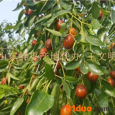 优良品种枣树苗基地直销保成活