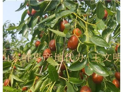 优良品种枣树苗基地直销保成活