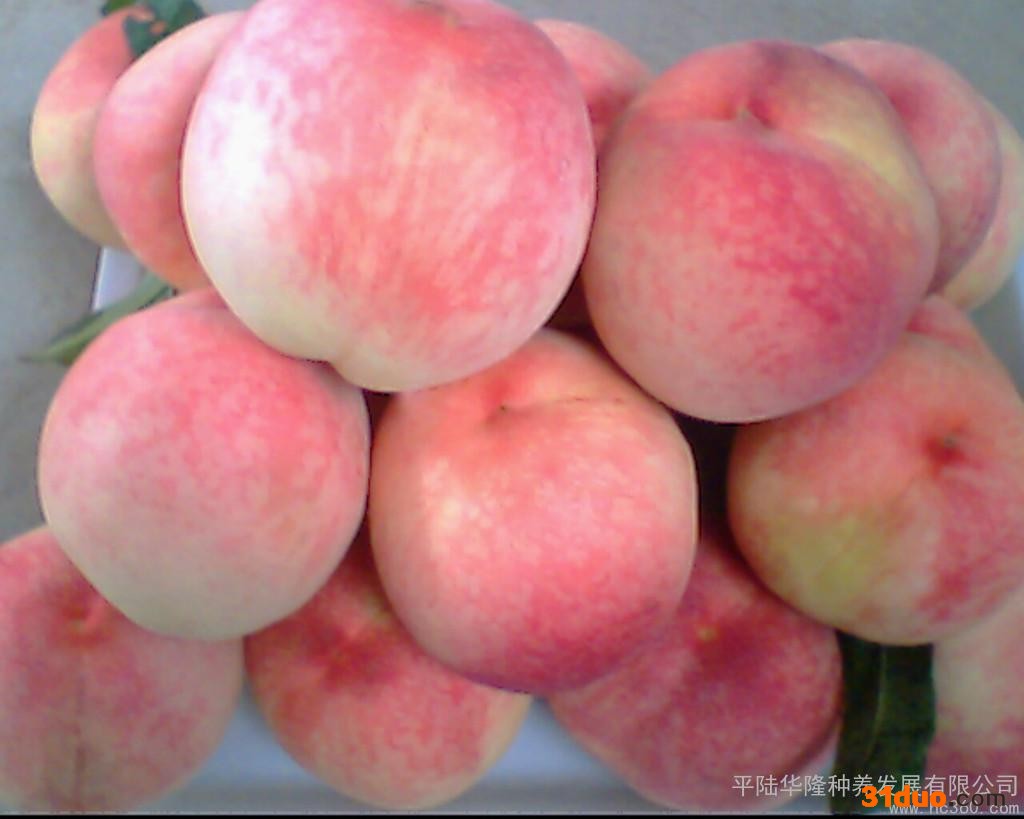 供应华隆桃苗华隆桃苗新品种的品桃树新品种树苗