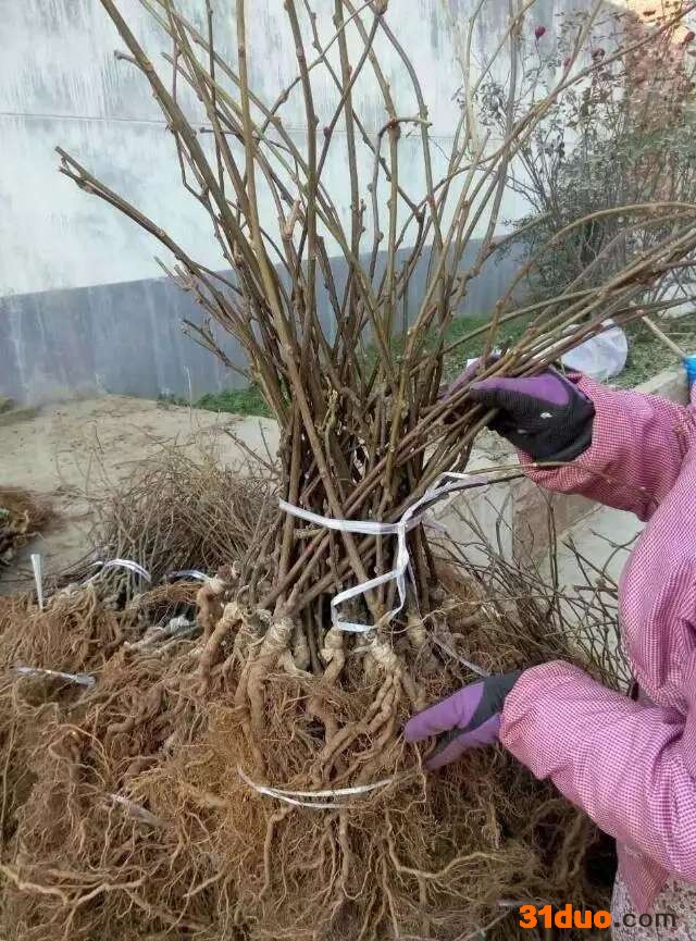 周至东红品种**桃种苗、树苗