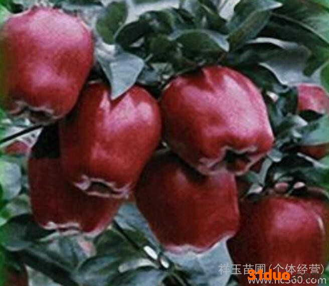 红富士苹果树苗