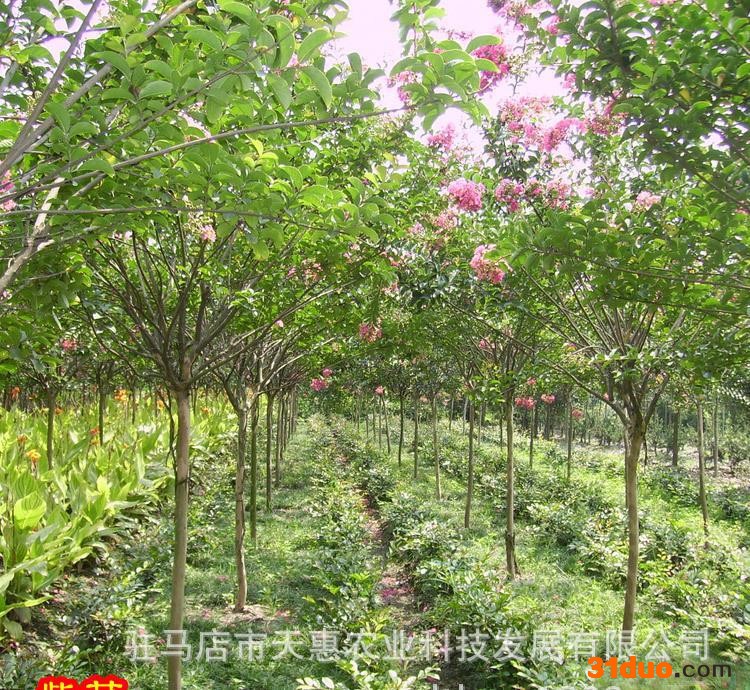 紫薇 紫薇苗 紫薇小苗 丛生紫薇 紫薇树苗 小叶紫薇 绿化苗