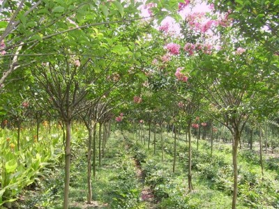 紫薇 紫薇苗 紫薇小苗 丛生紫薇 紫薇树苗 小叶紫薇 绿化苗