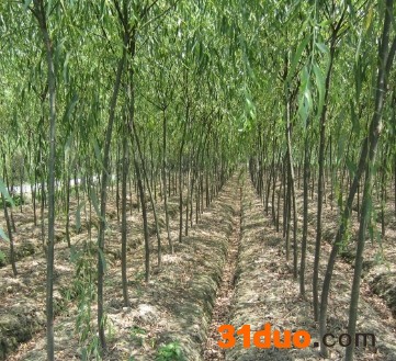河南专业培育柳树苗批发价格-青林园林