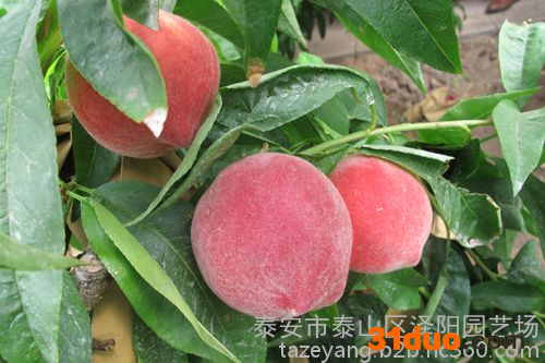 拉萨桃树苗、泰安泽阳园艺场(图)、购买桃树苗
