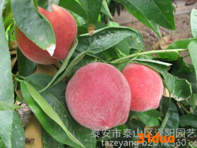 拉萨桃树苗、泰安泽阳园艺场(图)、购买桃树苗