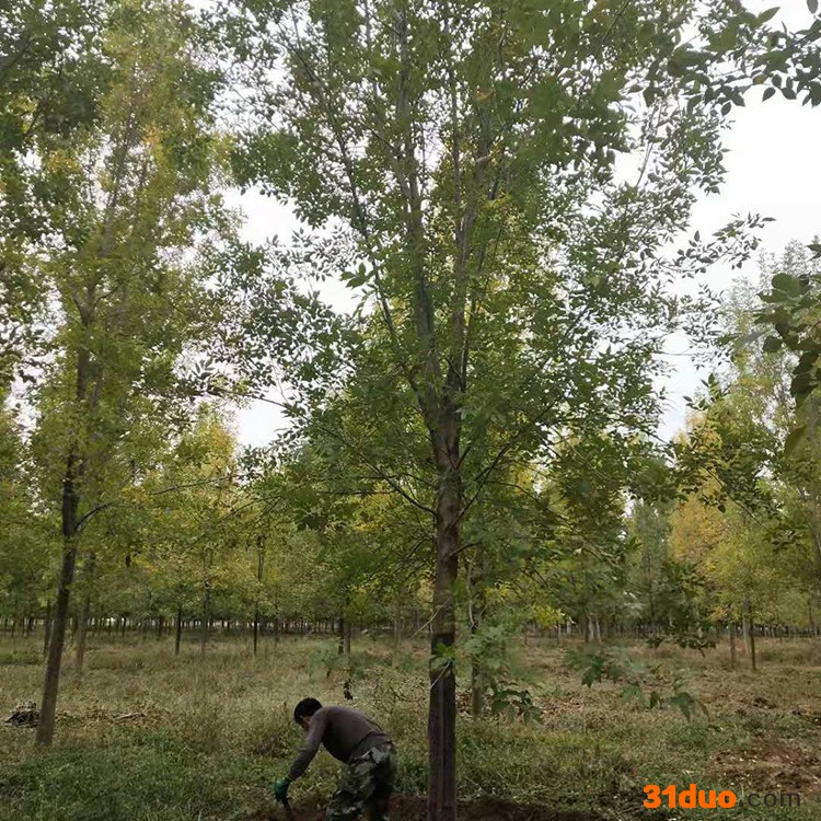 鹏举苗木 园林树苗白蜡 白蜡树苗规格 济宁白蜡 面议