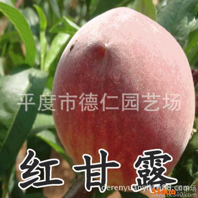 山东德仁园艺 **新品种 红甘露桃树苗 早熟高产红桃树苗 南方北方种植