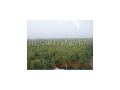 供应地径0.5-3公分金丝4号枣树苗金丝4号枣树苗