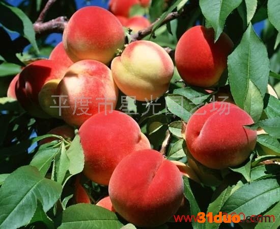 供应平度星光园艺场-桃树苗