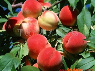 供应平度星光园艺场-桃树苗