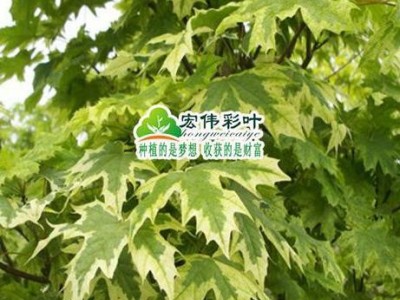 江西宏伟彩叶苗圃正宗花叶挪威槭 花叶挪威槭树苗 槭树苗 **挪威槭苗 苗木包成活